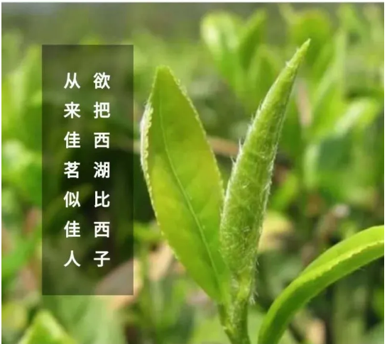 哈尔滨茶艺学校